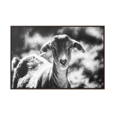 Black and White Goat Art Framed Canvas Wrap