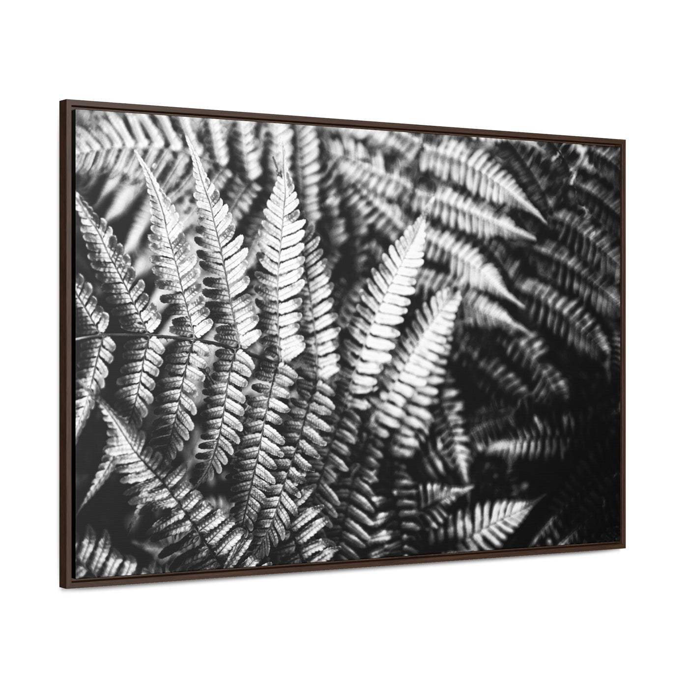 Black and White Ferns Framed Canvas Art Print - Calming Spa-Inspired Decor