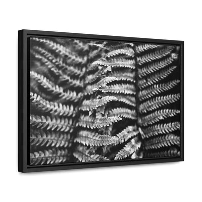 Black and White Fern Framed Canvas Art Print