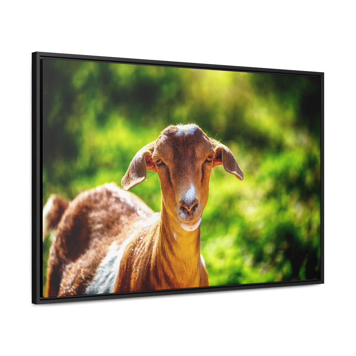 Framed Canvas Goat Art Print