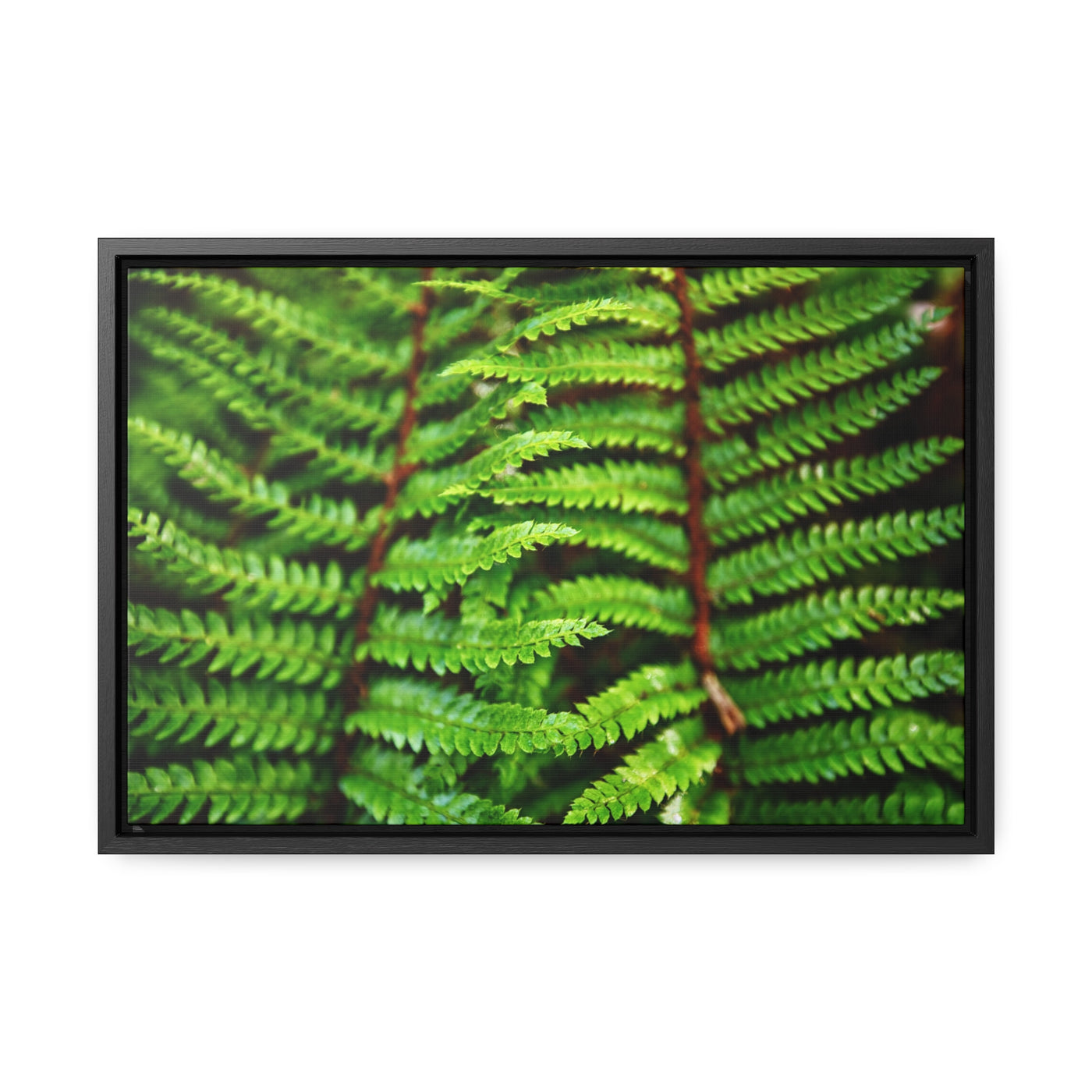 Beautiful Fern Wall Art