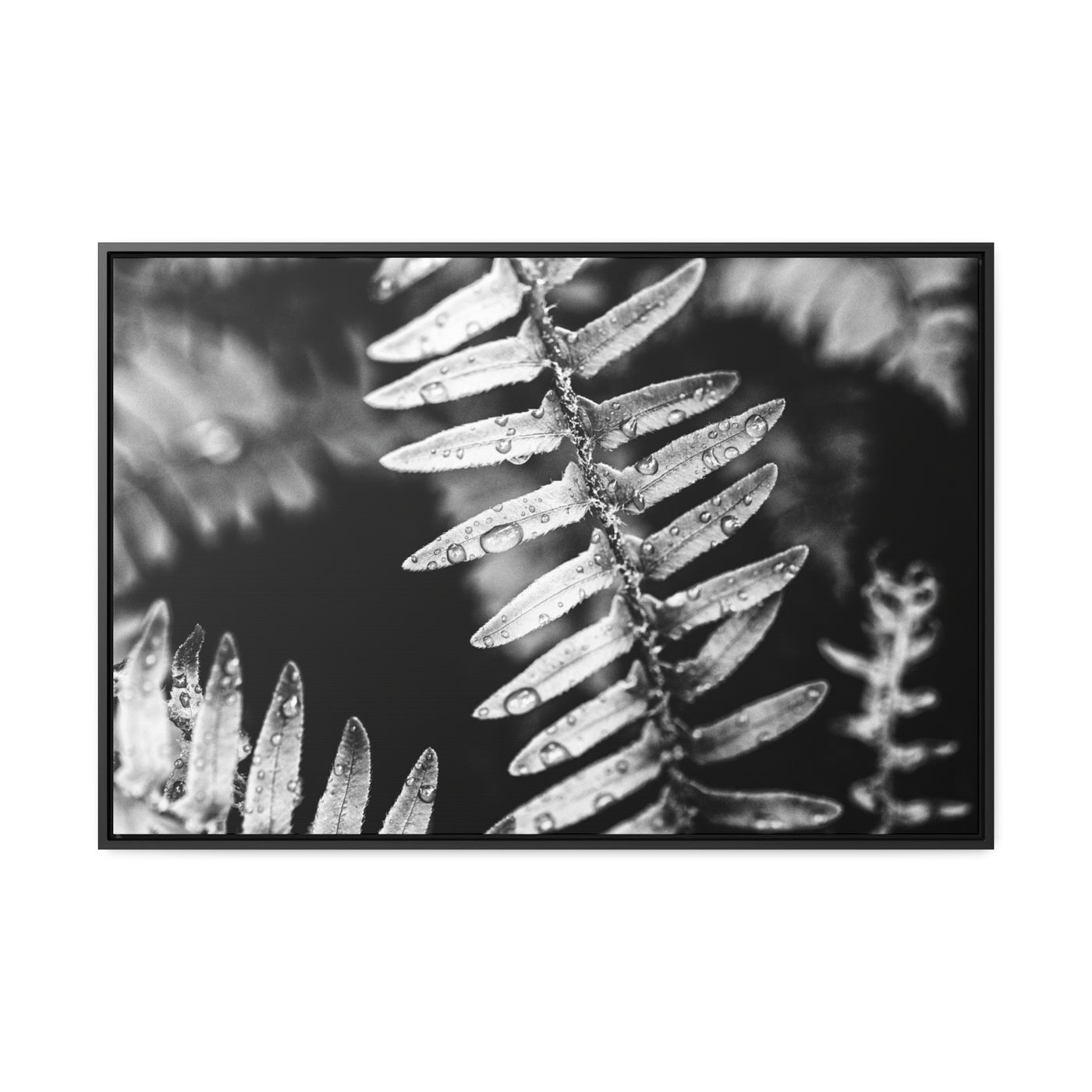 Calming Artwork - Black and White Fern Art Print