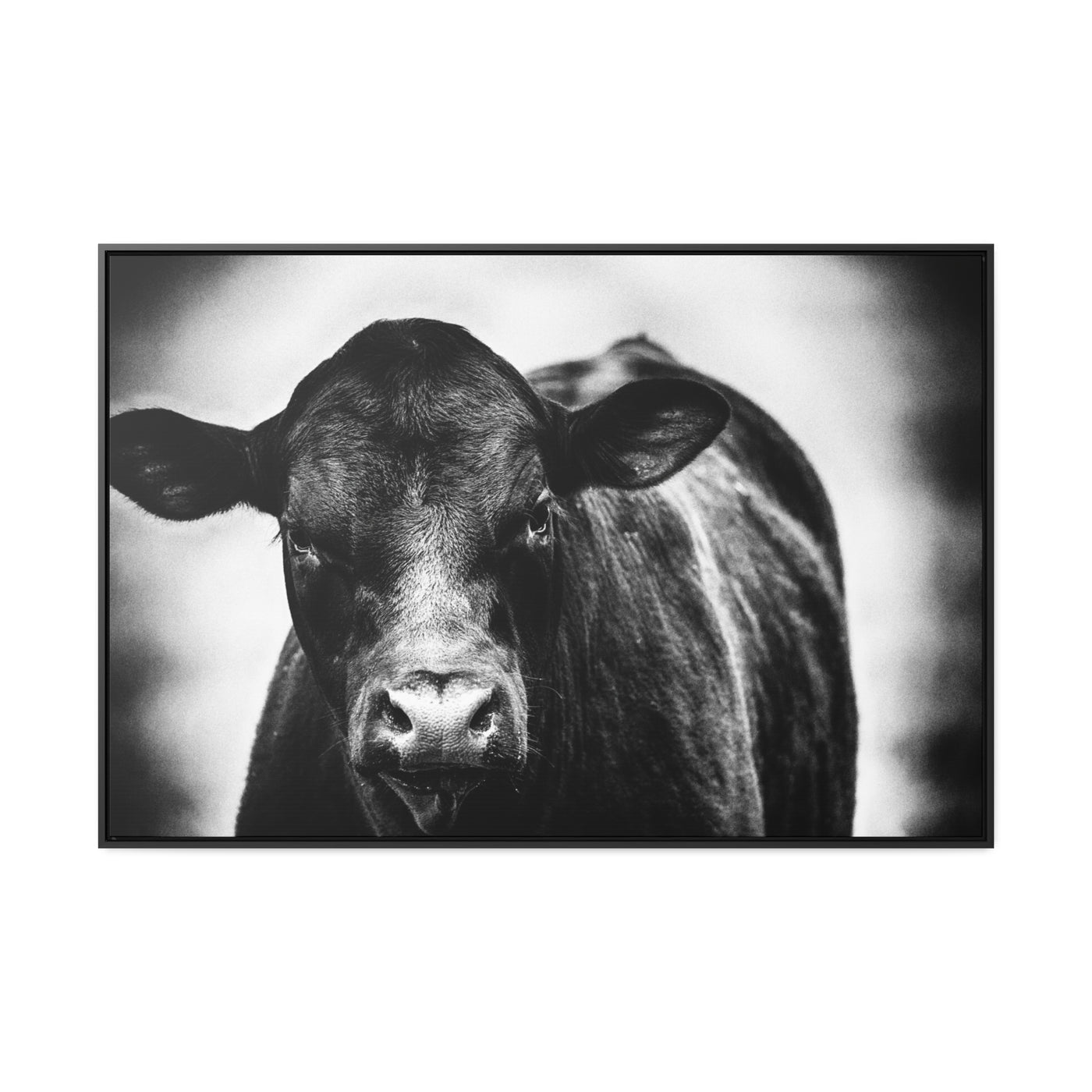 Black and White Cow Art Framed Canvas Wrap