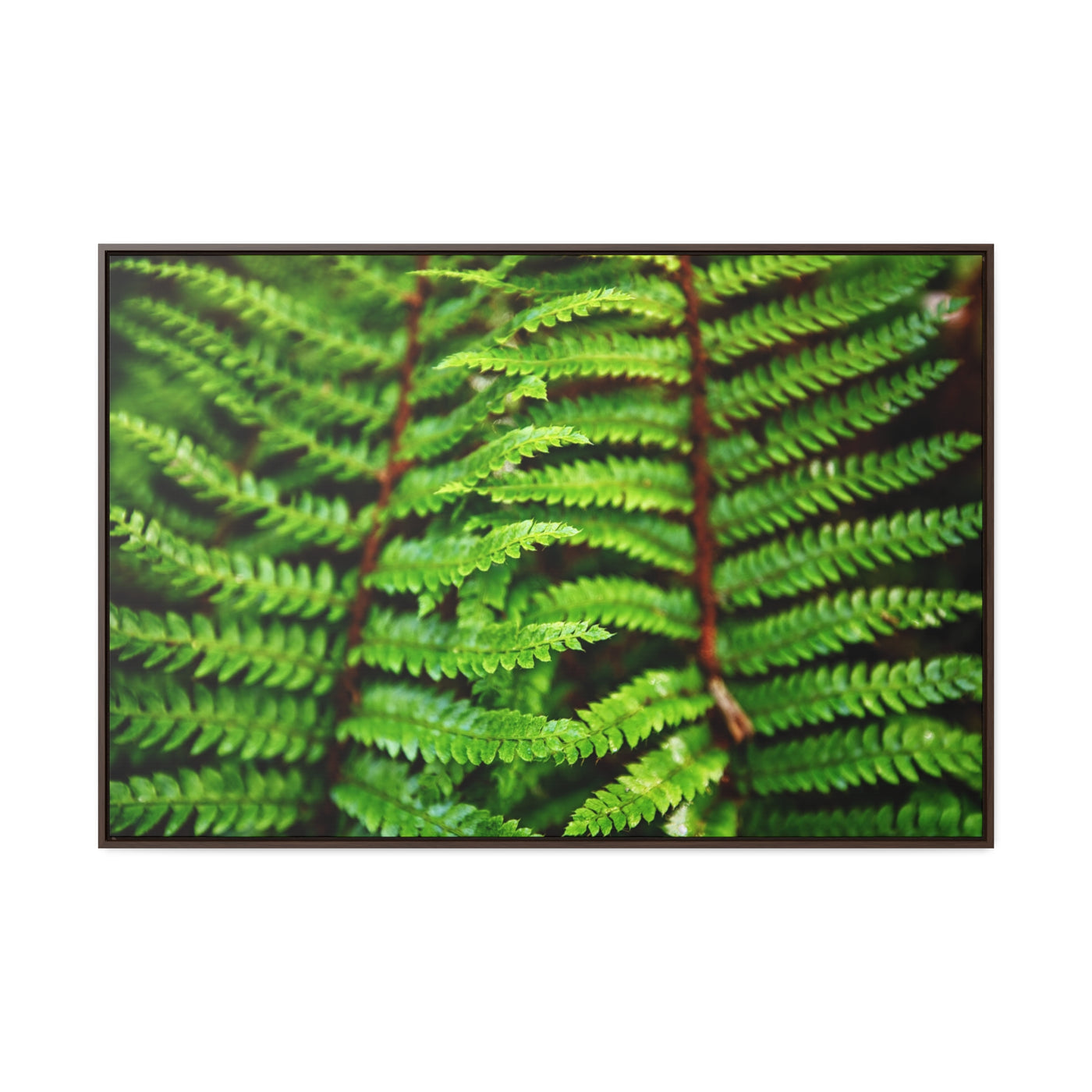 Beautiful Fern Framed Canvas Wall Art