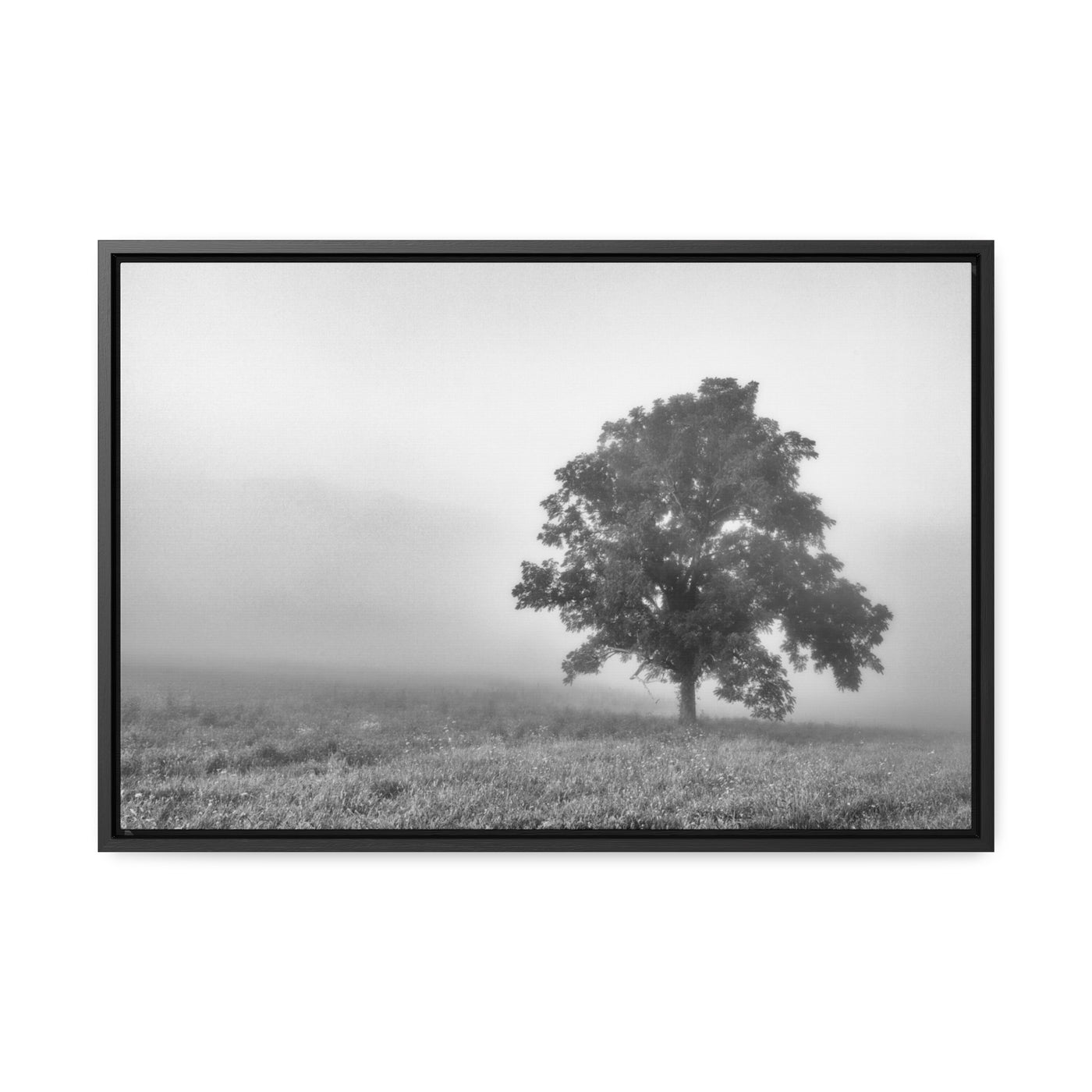 Tree in a Foggy Field Black and White Framed Canvas Print