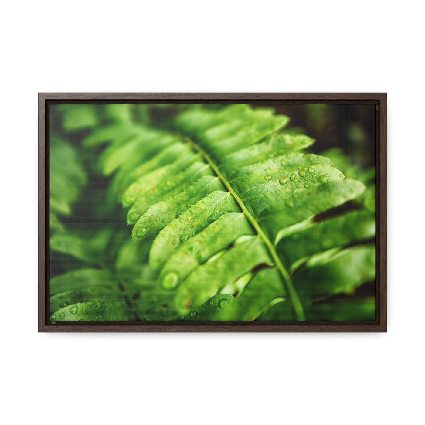 Fern Framed Canvas Calm Artwork