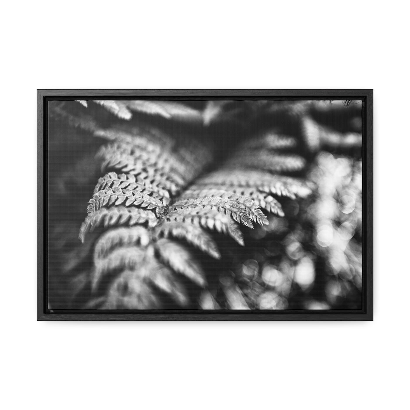 Black and White Fern Art Prints