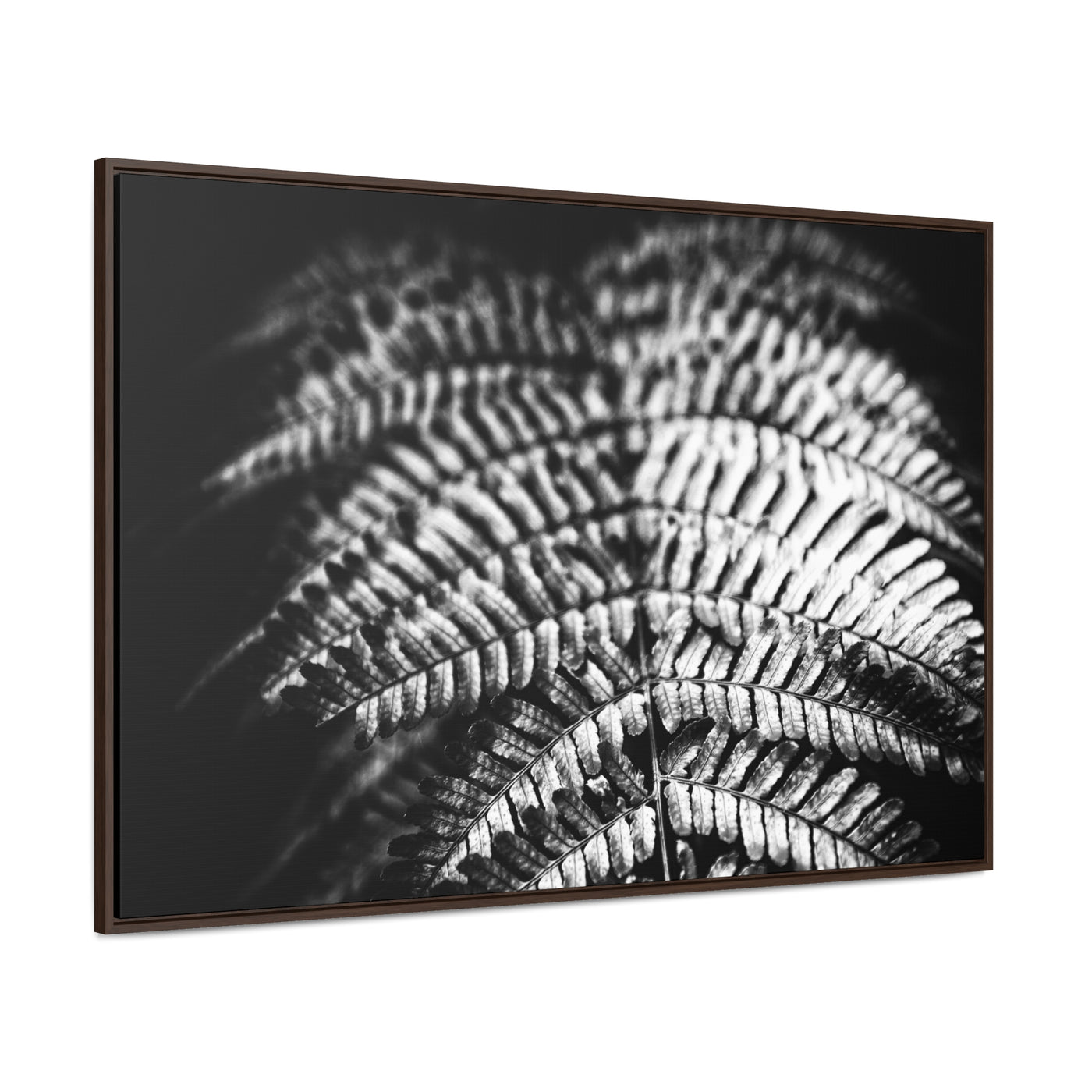 Relaxing Spa Art Black and White Fern Framed Canvas