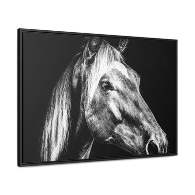 Black and White Horse Art Framed Canvas Print