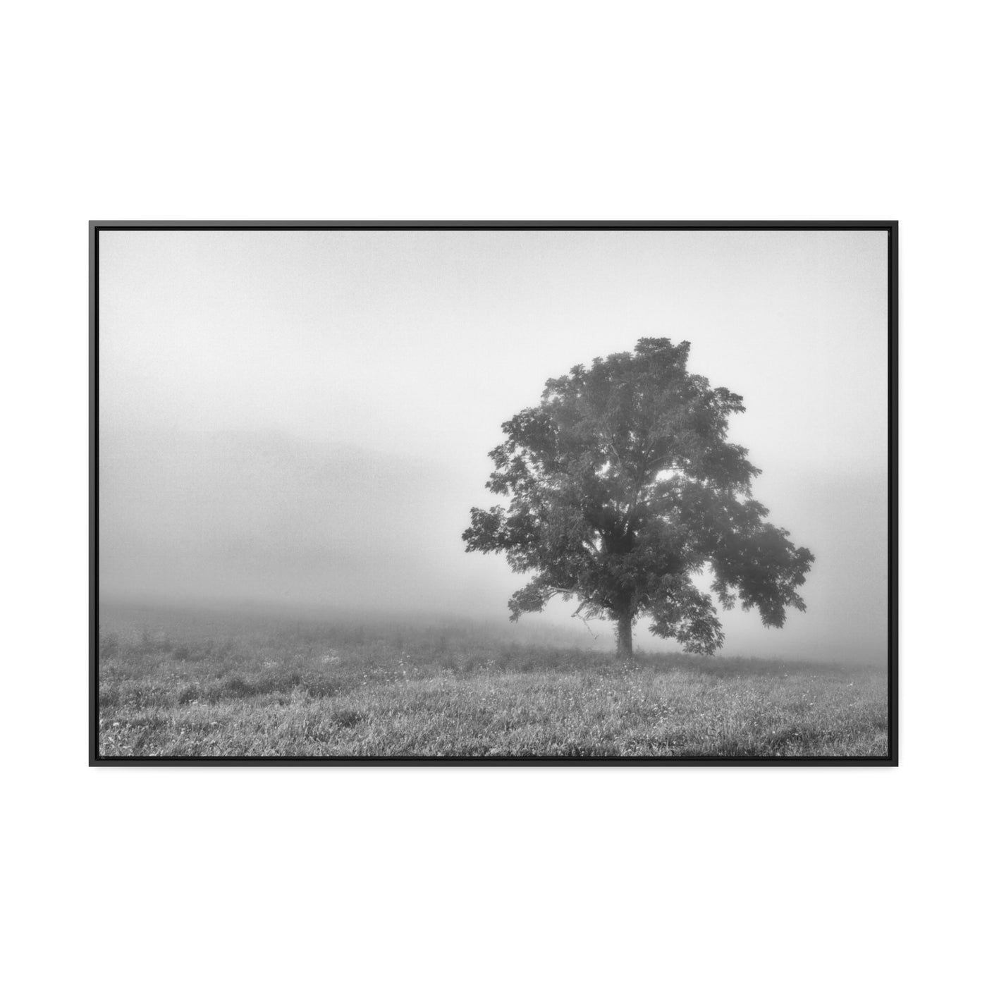 Tree in a Foggy Field Black and White Print