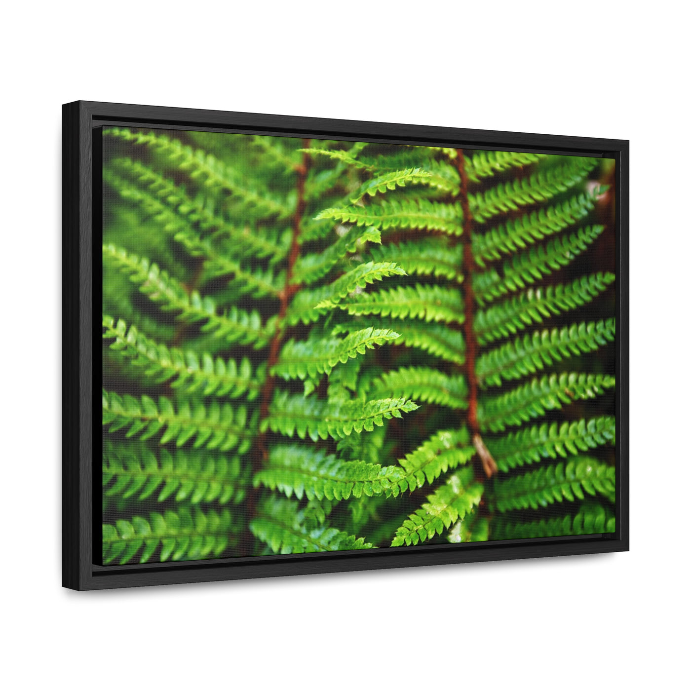 Beautiful Fern Framed Canvas Wall Art