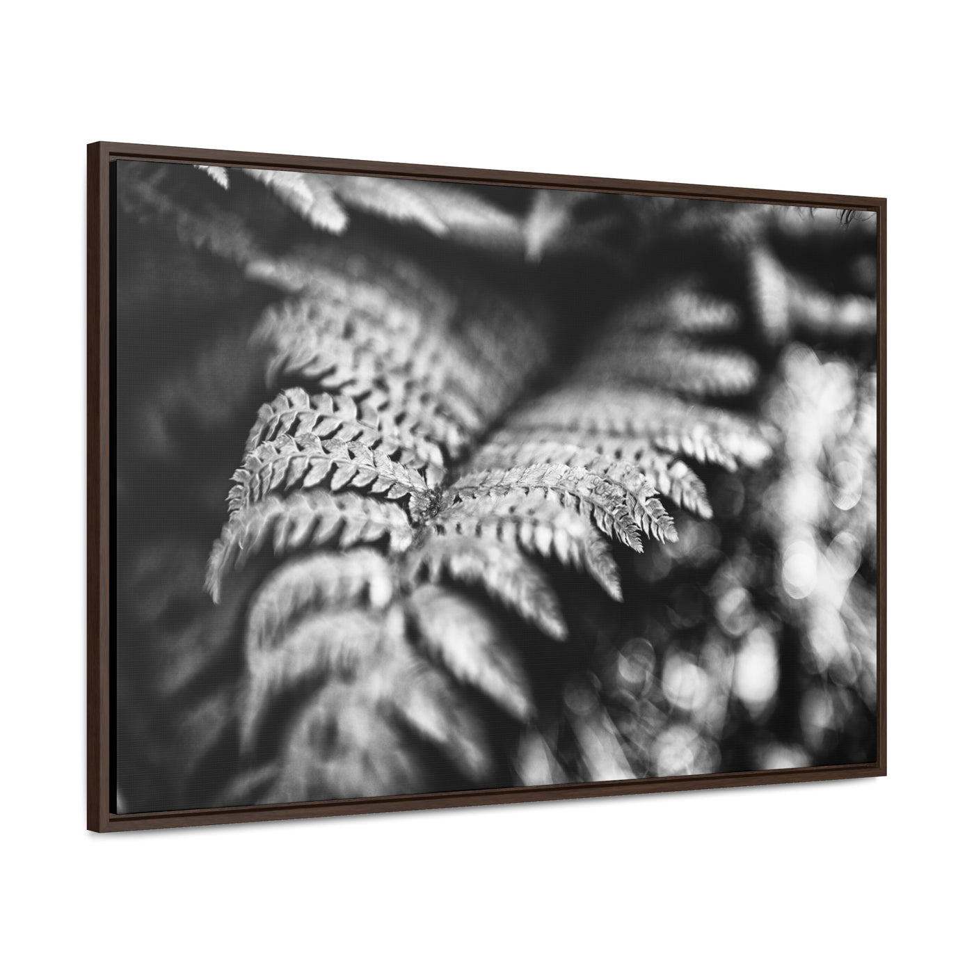 Black and White Fern Framed Canvas Art Prints