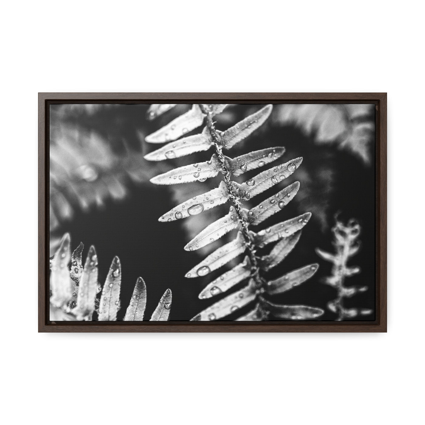 Calming Artwork - Black and White Fern Framed Canvas Art Print