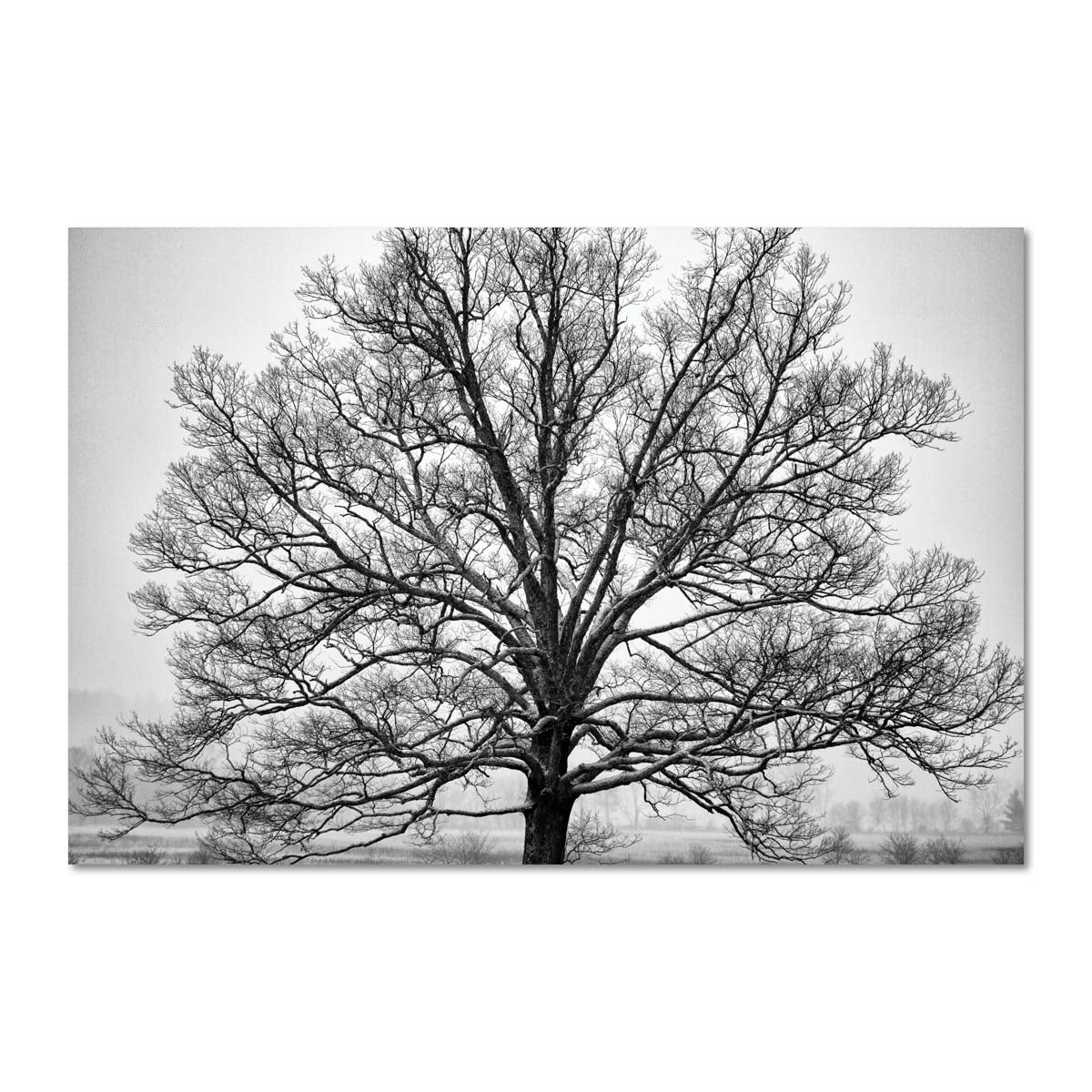 Unique Black and White Tree Wall Artwork