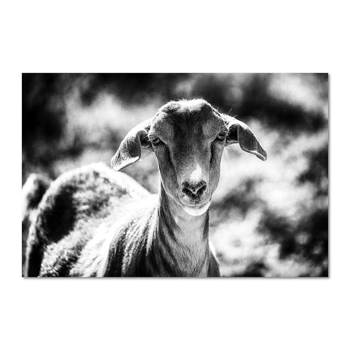 Cottage Home Black and White Goat Art Print