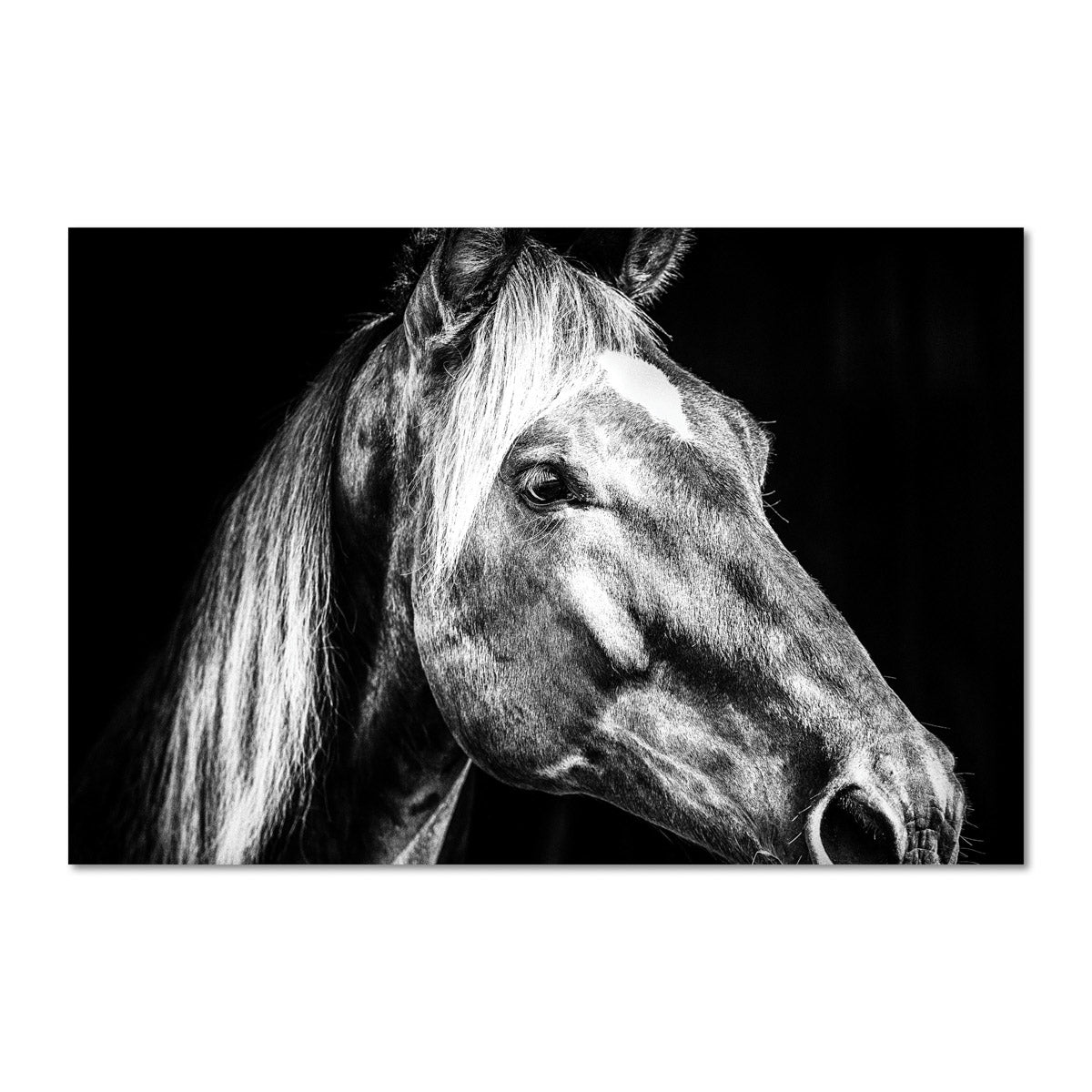 Farmhouse Style Black and White Horse Wall Artwork