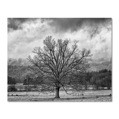 black and white tree art prints for sale
