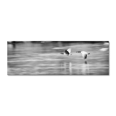 Black and White Canadian Geese Flying Artwork