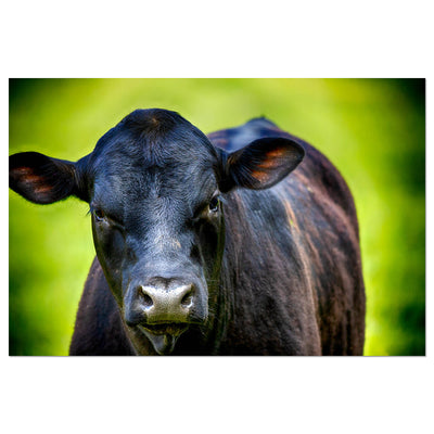 Cow Wall Art Farmhouse Decor