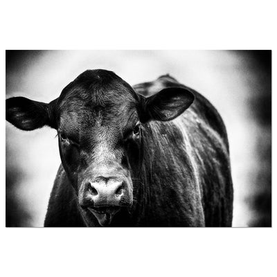 Black and White Cow Art