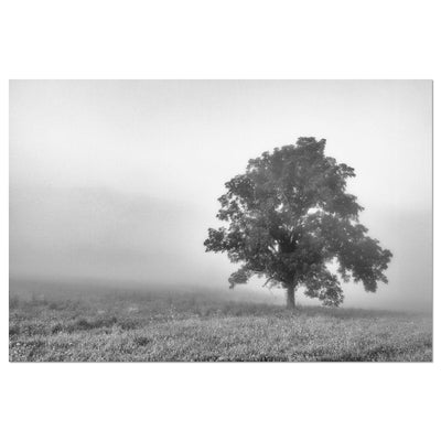 Tree in a Foggy Field Black and White Print
