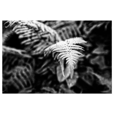 Calming Fern Artwork