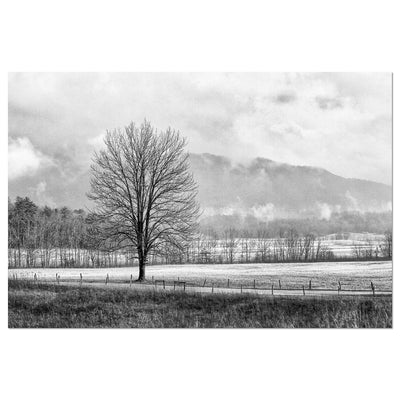 Black and White Tree and Country Road Art Print