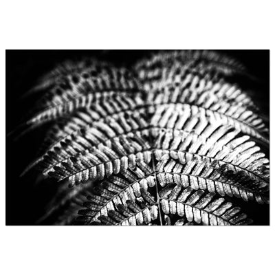 Relaxing Spa Art Black and White Fern