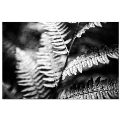 Black and White Ferns Calming Art Print