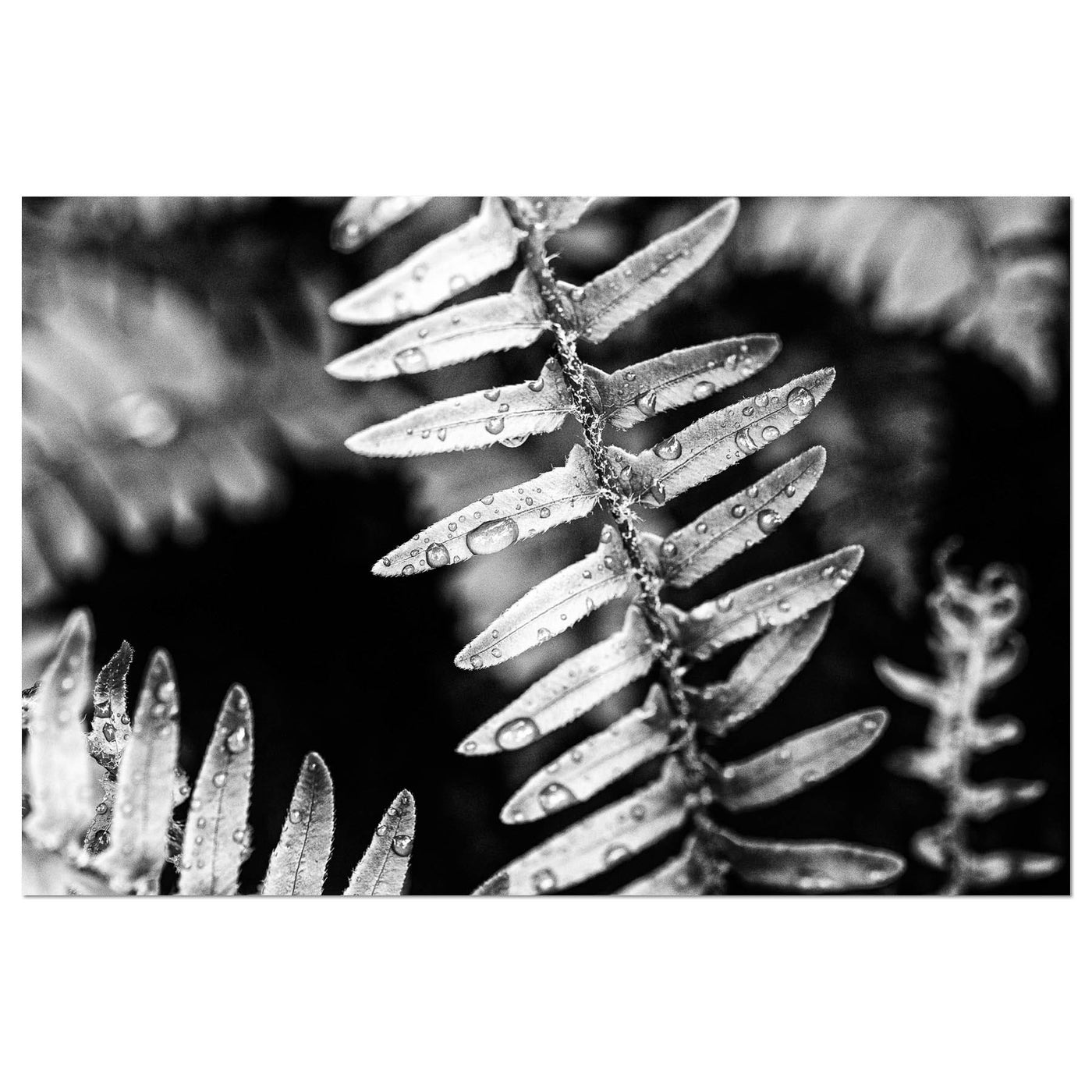 Calming Artwork - Black and White Fern Art Print