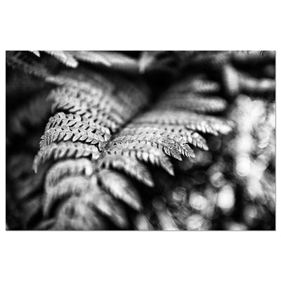 Black and White Fern Art Prints