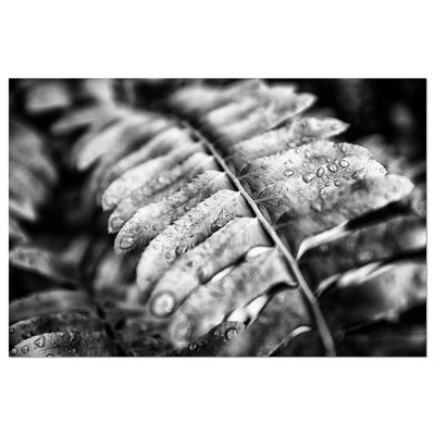 Black and White Fern Wall Art Print