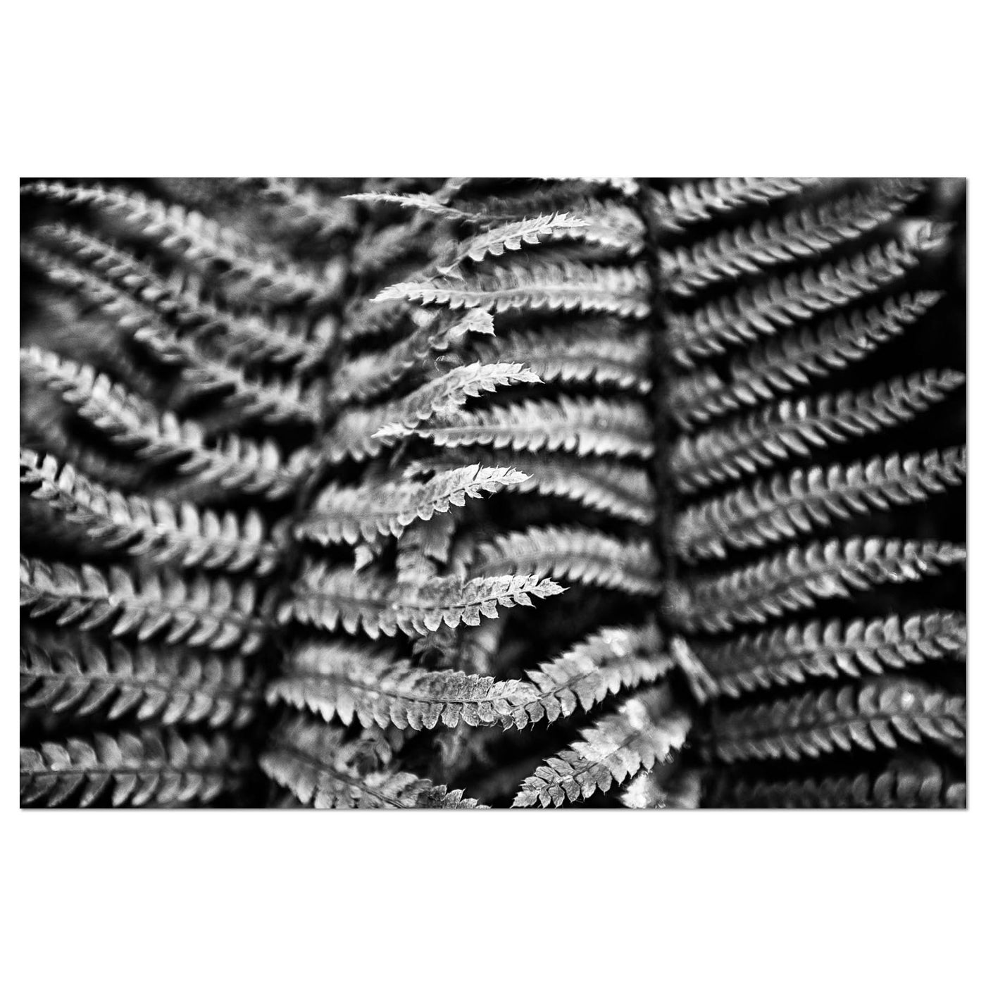 Black and White Fern Art Print