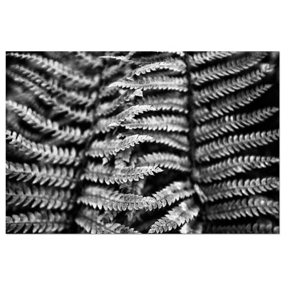 Black and White Fern Art Print