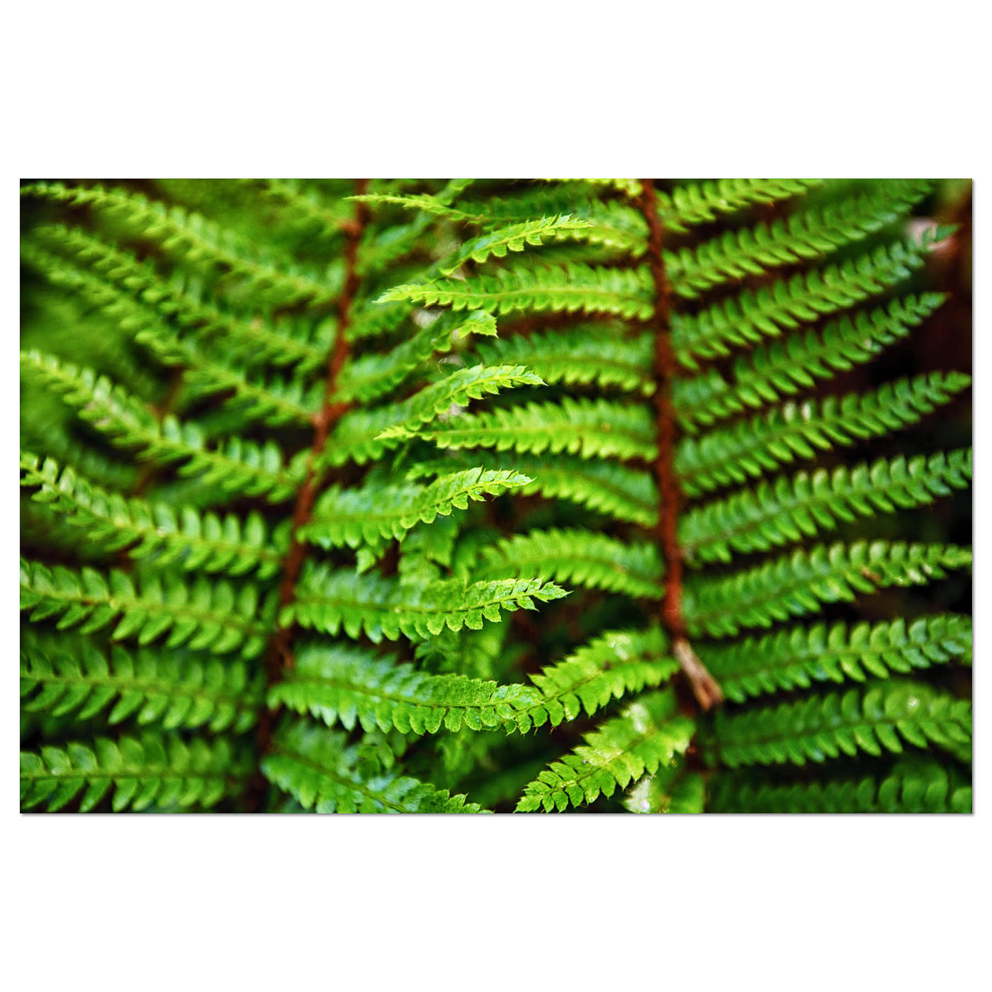 Beautiful Fern Wall Art