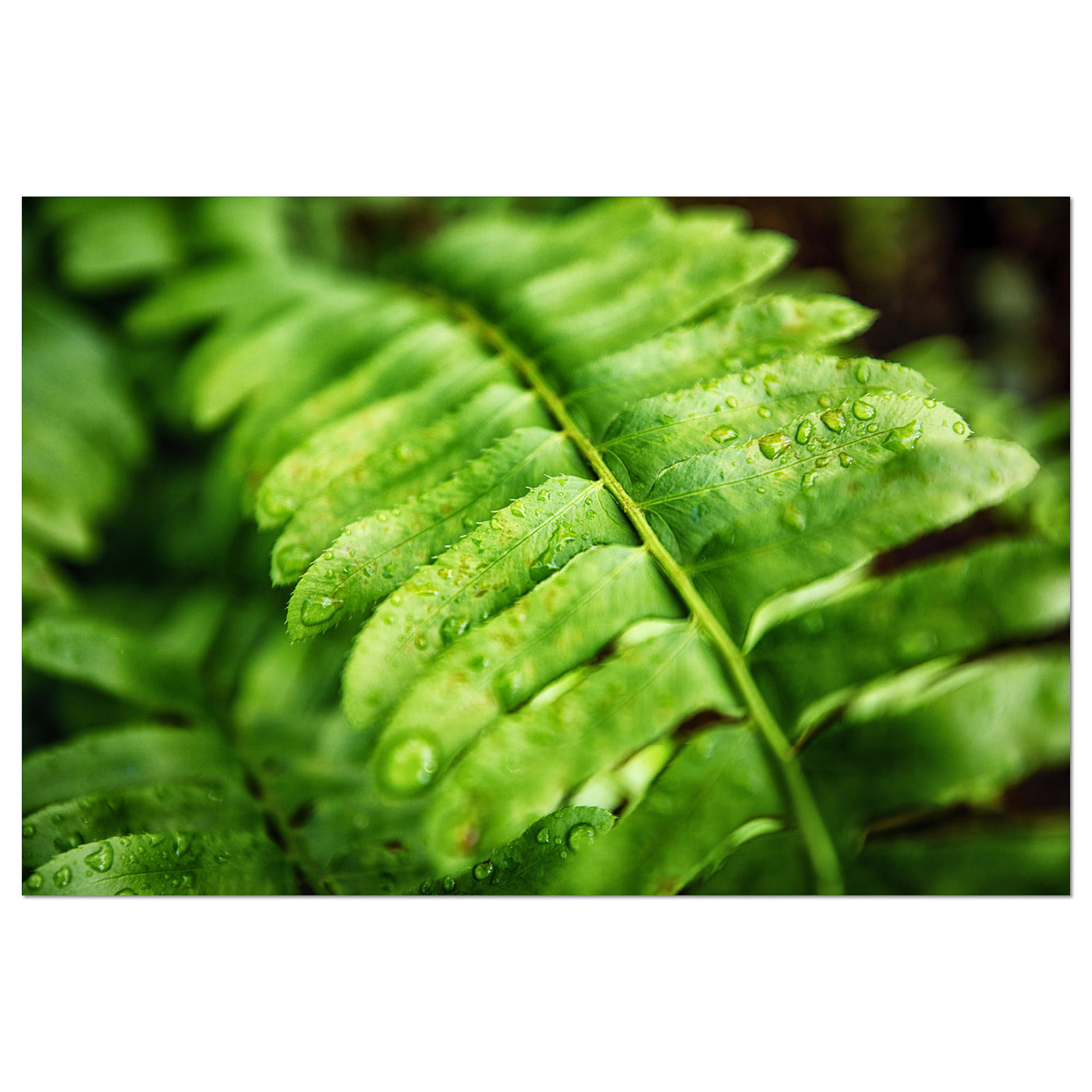 Fern Calm Artwork