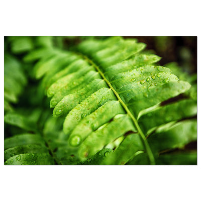 Fern Calm Artwork