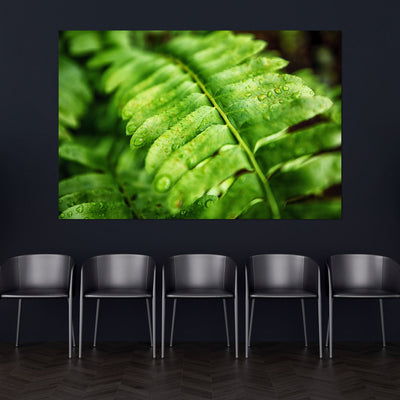 Fern Calm Artwork