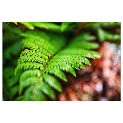 Fern Relaxing Wall Art