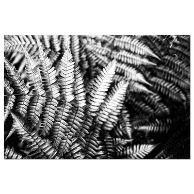 Black and White Ferns Art Print - Calming Spa-Inspired Decor