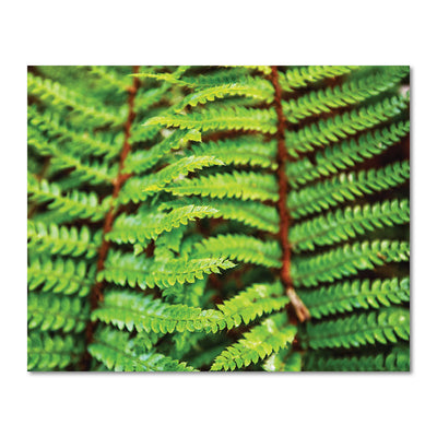 beautiful fern art prints for sale