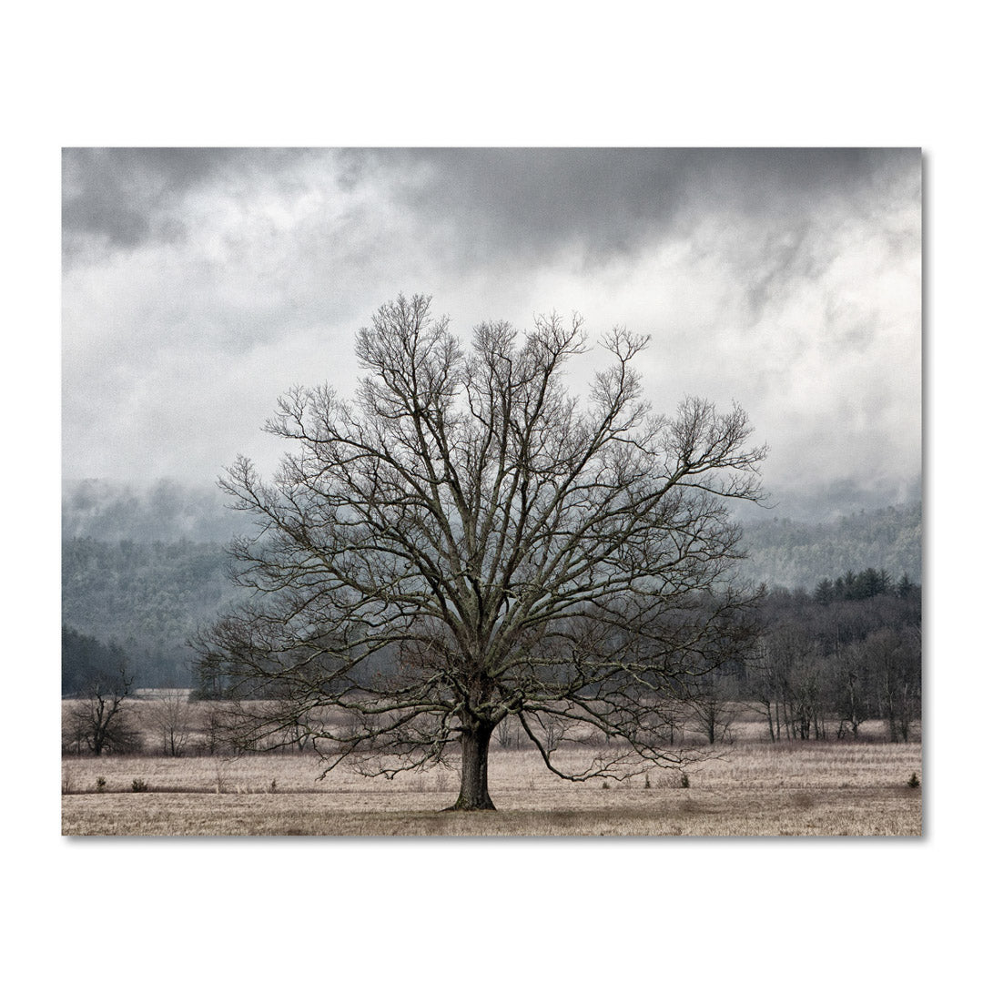 Rural Pasture Landscape with Large Tree Wall Art